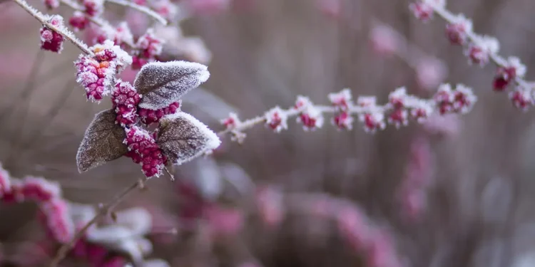 January Gardening Guide Embracing the Winter Charm Feature