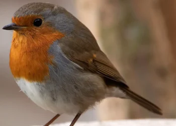 February Gardening: A Time of Promise and Preparation