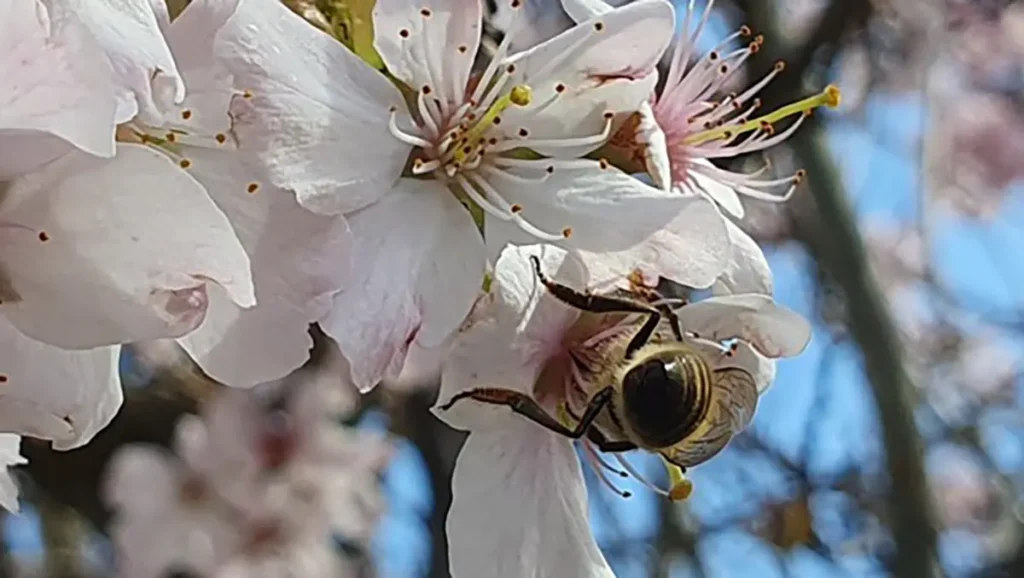 Bees Buzzing into Spring
