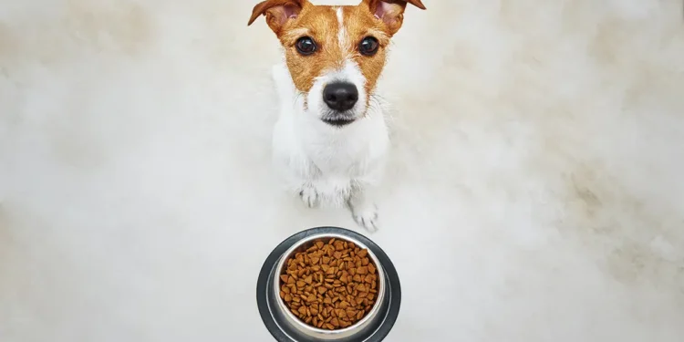 Eco Friendly Dog Food Feature