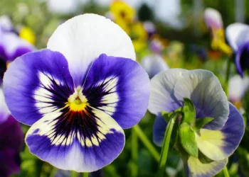 Gardener's Diary March 24