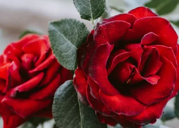 Gardener’s Diary for May 24 Feature