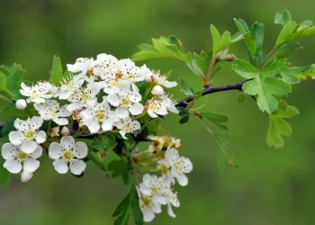 Trees for Small Gardens Feature