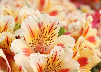 Summer Arrives in the Garden