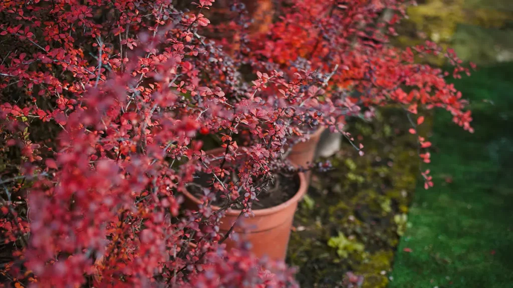 Autumn Gardening