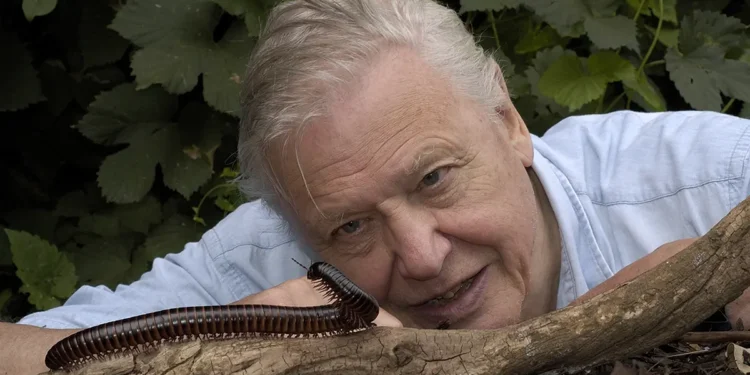 David Attenborough at 99 Feature