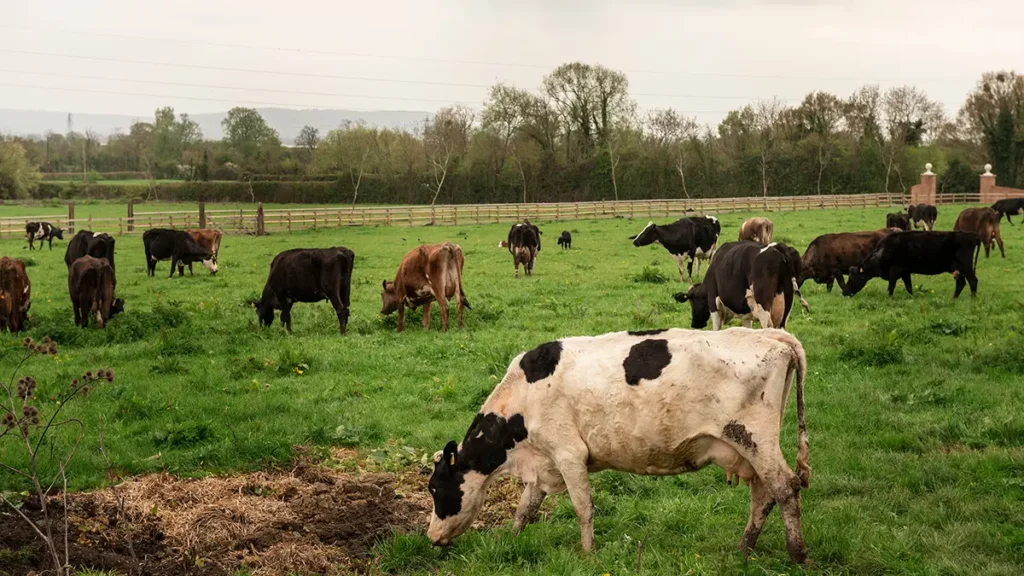 Eating less meat