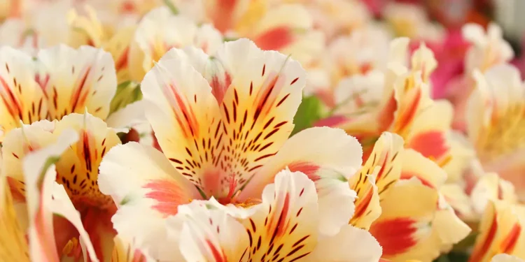 Gardener’s Diary for June 25