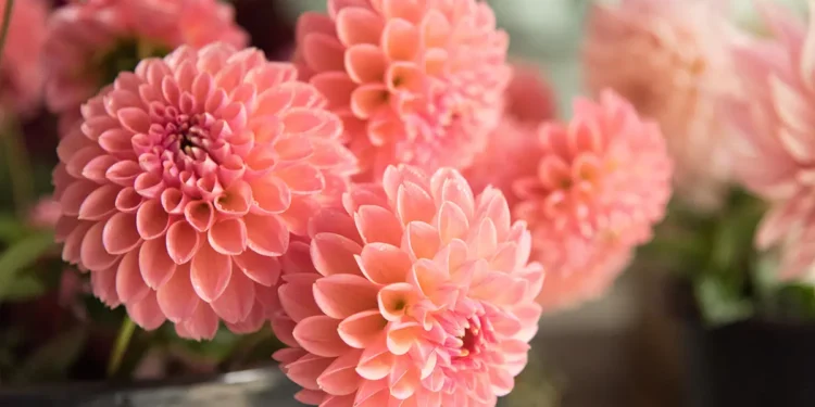 Gardener’s Diary October 25