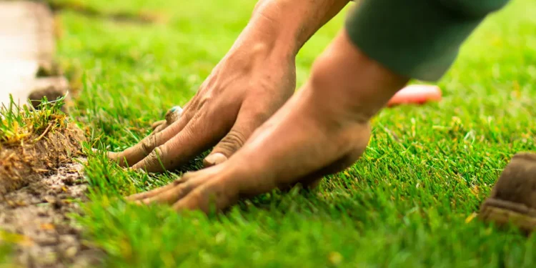 professional garden care Banbury Feature