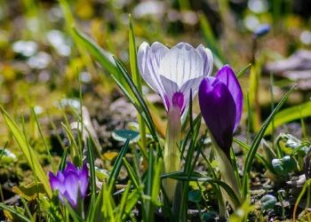 Gardener’s Diary for April