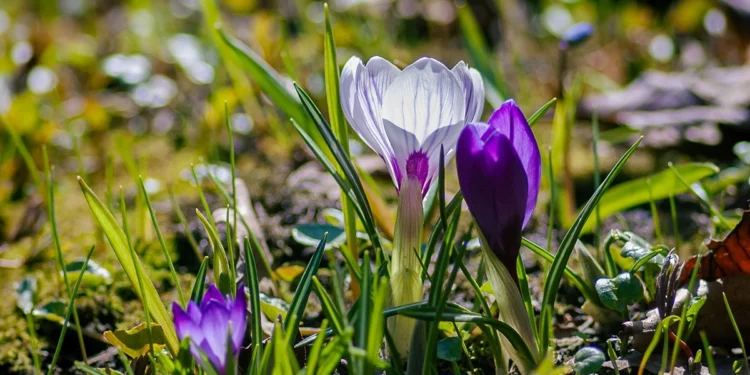 Gardener’s Diary for April