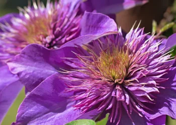 Gardener’s Diary May 26