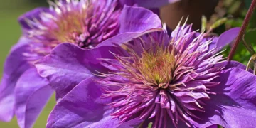 Gardener’s Diary May 26