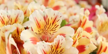 Gardener’s Diary June 26: Summer Arrives