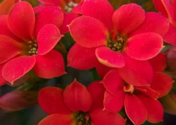 Time to Relax and Enjoy Your Garden
