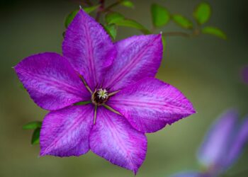 Gardener’s Diary August 26: Holiday Month