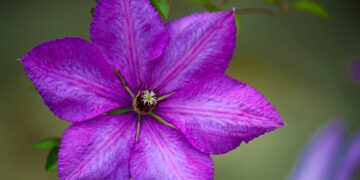 Gardener’s Diary August 26: Holiday Month
