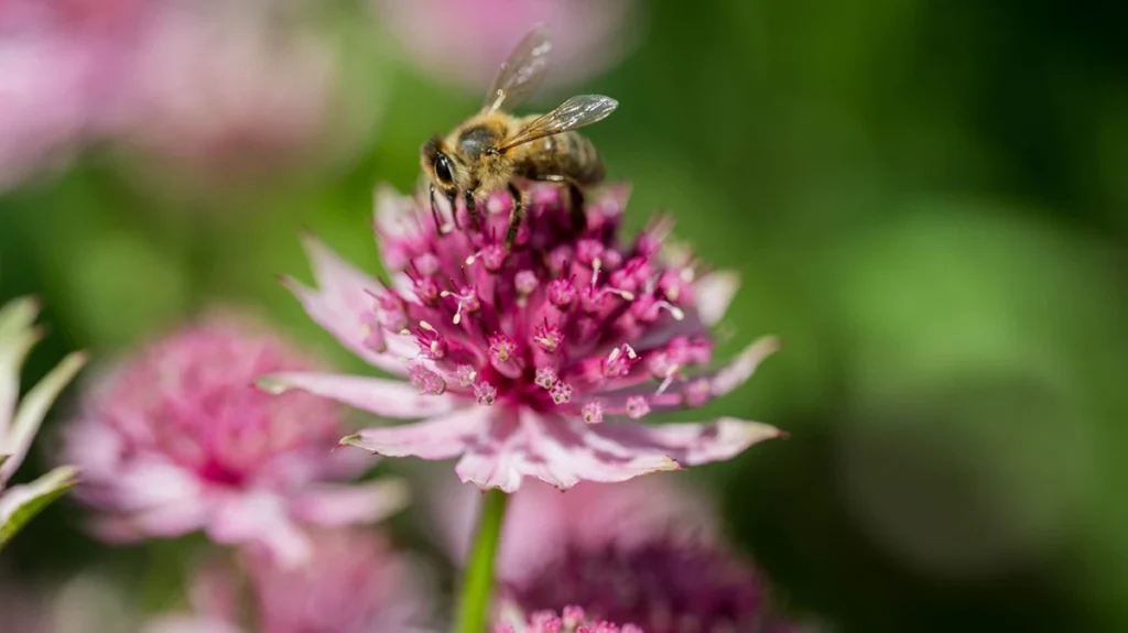 how to help your garden survive a drought