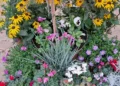 Gardener’s Diary Autumn Begins
