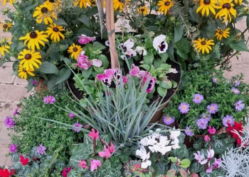 Gardener’s Diary Autumn Begins