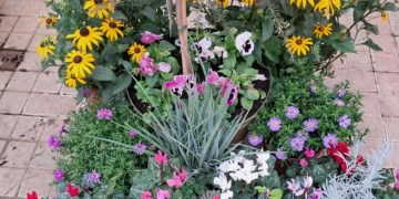 Gardener’s Diary Autumn Begins